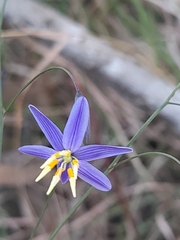 Dianella rara