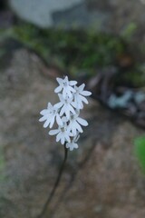 Holothrix parviflora