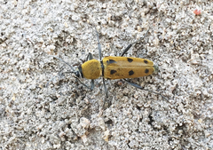 Chlorophorus glabromaculatus