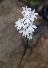 Holothrix parviflora