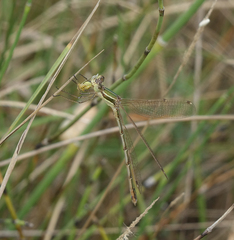 Lestes barbarus