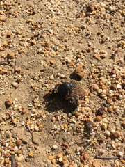 Scarabaeus intricatus