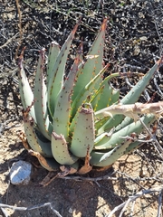 Aloe claviflora