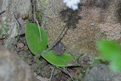 Holothrix parviflora