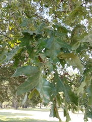Quercus falcata
