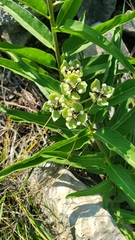 Asclepias asperula
