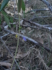 Dianella rara