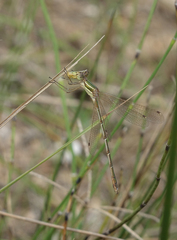 Lestes barbarus