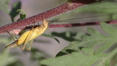 Oecanthus nigricornis