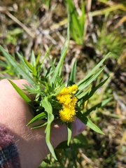 Euthamia graminifolia