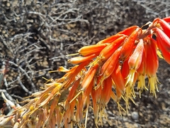 Aloe claviflora