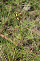 Eulophia parviflora