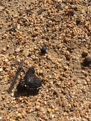 Scarabaeus intricatus