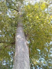 Quercus falcata