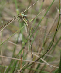 Lestes barbarus