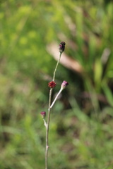 Senecio discodregeanus