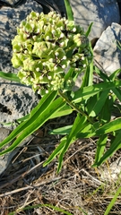 Asclepias asperula