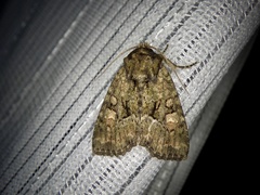 Antapamea conciliata