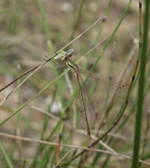 Lestes barbarus