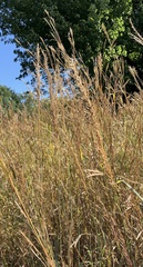 Andropogon gerardi