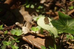 Cissia phronius