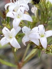 Stenaria nigricans