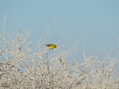 Crithagra flaviventris