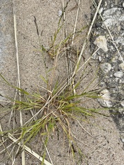 Eragrostis minor