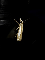 Crambus argyrophorus