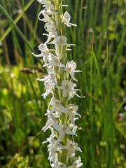 Platanthera dilatata leucostachys