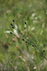 Senecio discodregeanus