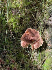 Lactarius helvus