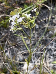 Stenaria nigricans