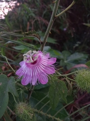 Passiflora ciliata