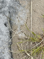 Eragrostis minor