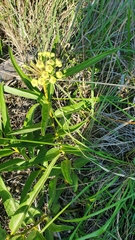 Asclepias asperula