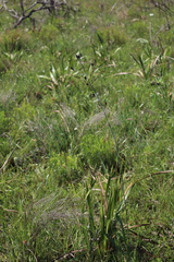 Senecio discodregeanus