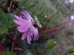 Passiflora ciliata