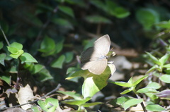 Cissia phronius
