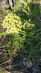 Asclepias asperula