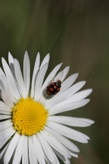 Coccinula quatuordecimpustulata