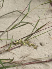 Cenchrus longispinus