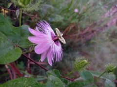 Passiflora ciliata