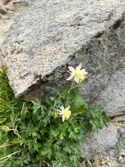 Aquilegia pubescens