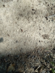 Dasymutilla nigripes