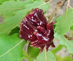 Andricus dentimitratus