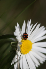 Coccinula quatuordecimpustulata