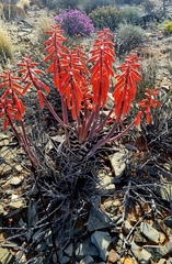 Gonialoe variegata