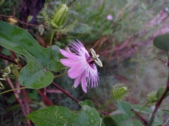 Passiflora ciliata