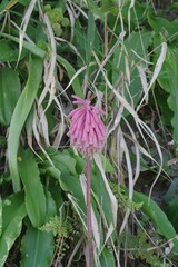 Veltheimia bracteata